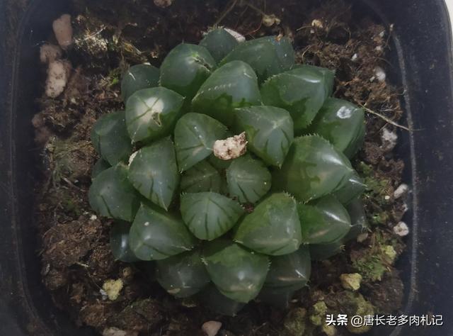 姬玉露和草玉露的区别:玉露叶子上有白色的东西怎么回事？