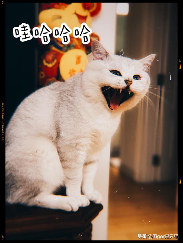 猫咪搞笑图:猫咪真的会笑吗，你有哪些视频或者图片证明？