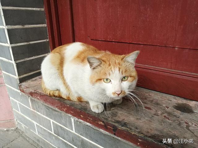 猫咪不乖:我养了一只猫，它很不乖，很凶，我能放弃它吗？ 猫咪不乖应该怎么教训