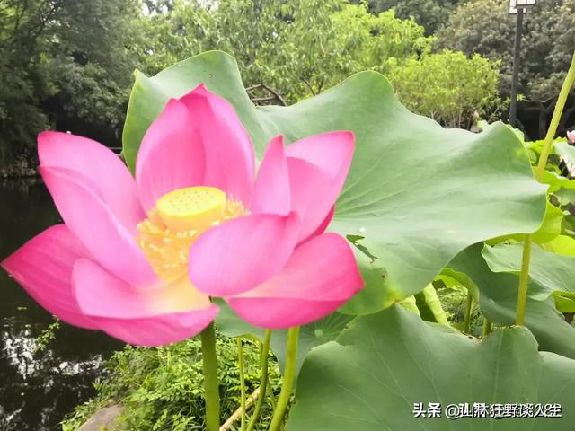 褴褛猫:富贵，是“富”重要，还是“贵”重要？
