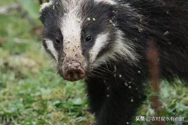 猪獾子肉图片