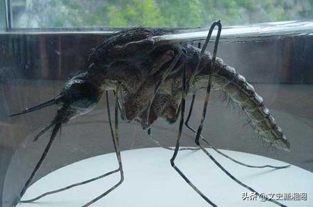 头条问答 - 为消除疟疾,数百万变异蚊子或将在美国释放,对此你作何