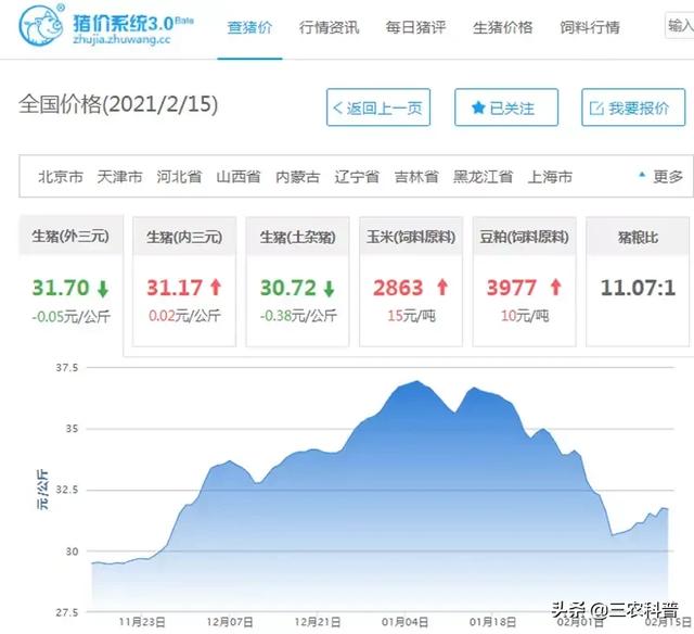 台湾成功港旗鱼价格多少钱一斤:年后开涨！“苞米1块8、猪价20元”能达到不？