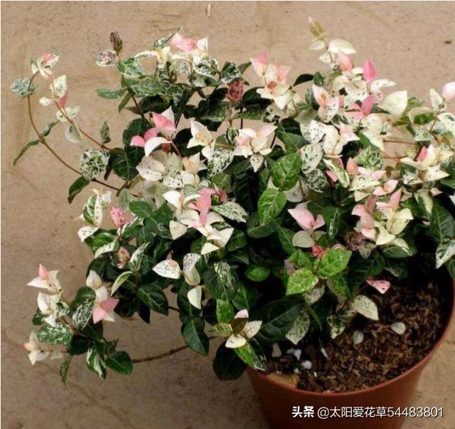 夹竹桃图片:花叶络石怎么修剪才爆盆？