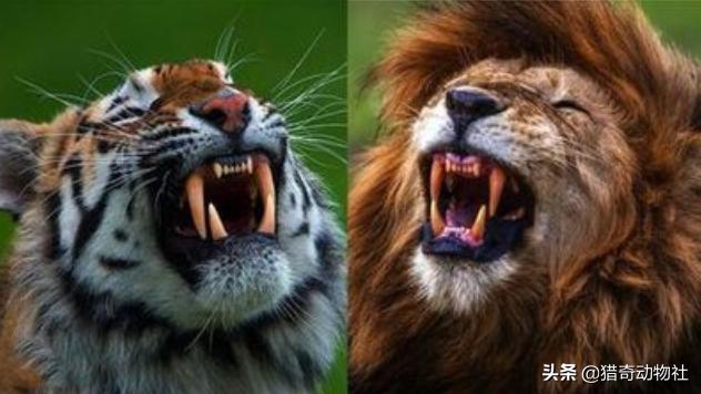 鬼獒王咬死狮子图片:藏獒真的比老虎狮子强吗？