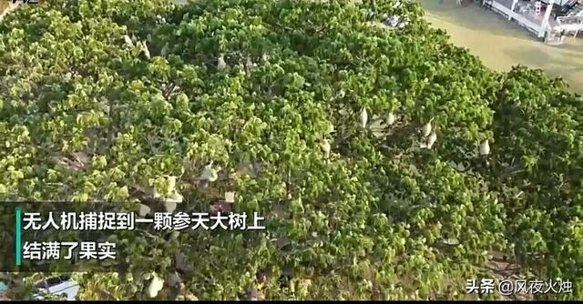 华丽琴鸟的叫声:无人机拍到参天大树“结满果实”，镜头拉近，让人惊呼，咋回事？ 琴鸟的叫声视频