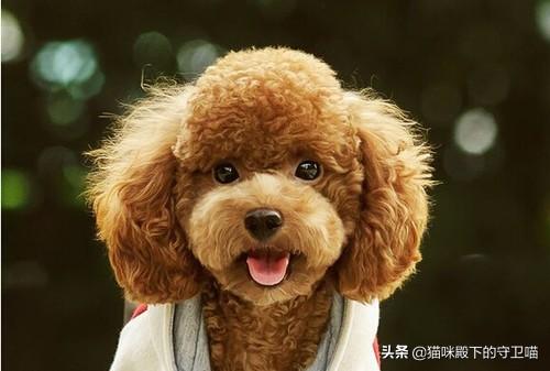 4个月狗感冒吃什么药:小奶狗感冒了怎么办，小奶狗感冒了吃什么药？
