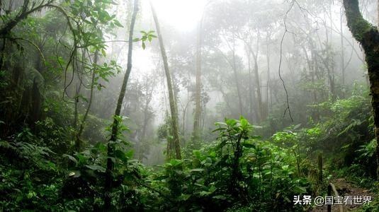亚马逊雨林女性部落，亚马逊雨林要是烧没了，地球氧气会减少吧