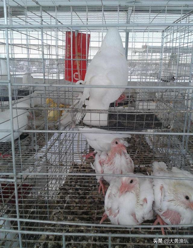 仑替鸽:农村养殖肉鸽可行吗？需要注意哪些问题？