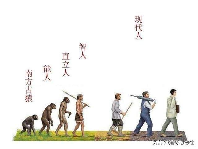 小食人鱼幼崽:能自理的动物幼崽千千万，人类最聪明，为何幼崽这么难养？