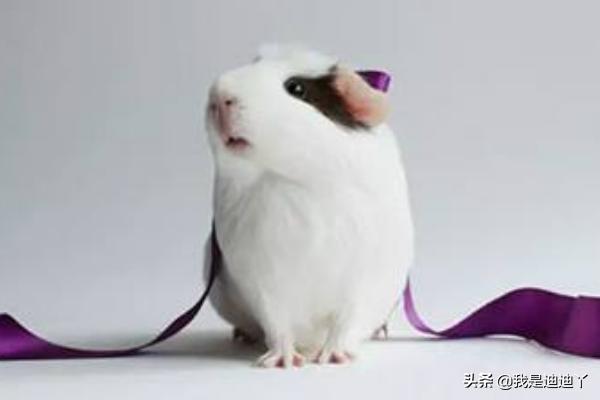 荷兰猪图片:荷兰猪怎样快速辨别公母？