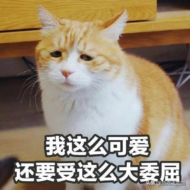 猫捉老鼠图片:什么样的猫会抓老鼠？抓老鼠的猫有什么特征？