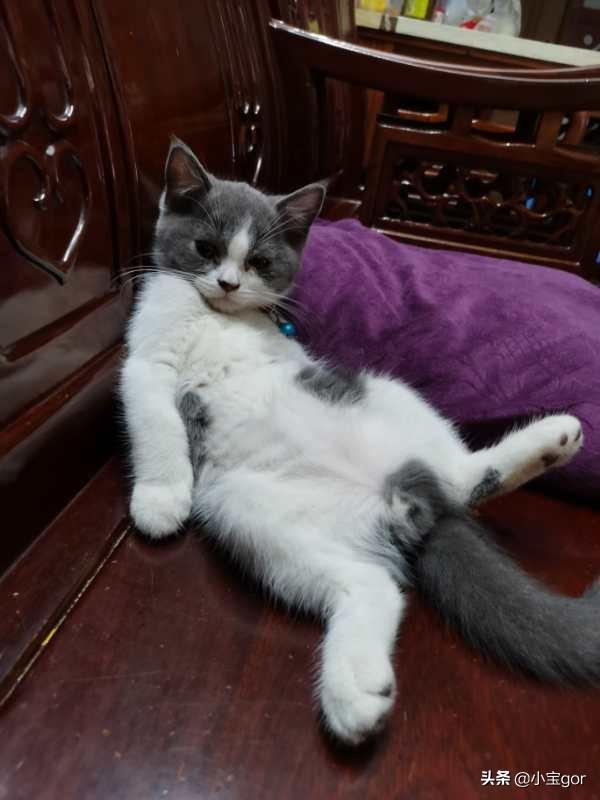 怎样捉猫猫:猫咪不会用猫抓板，怎么教会他？