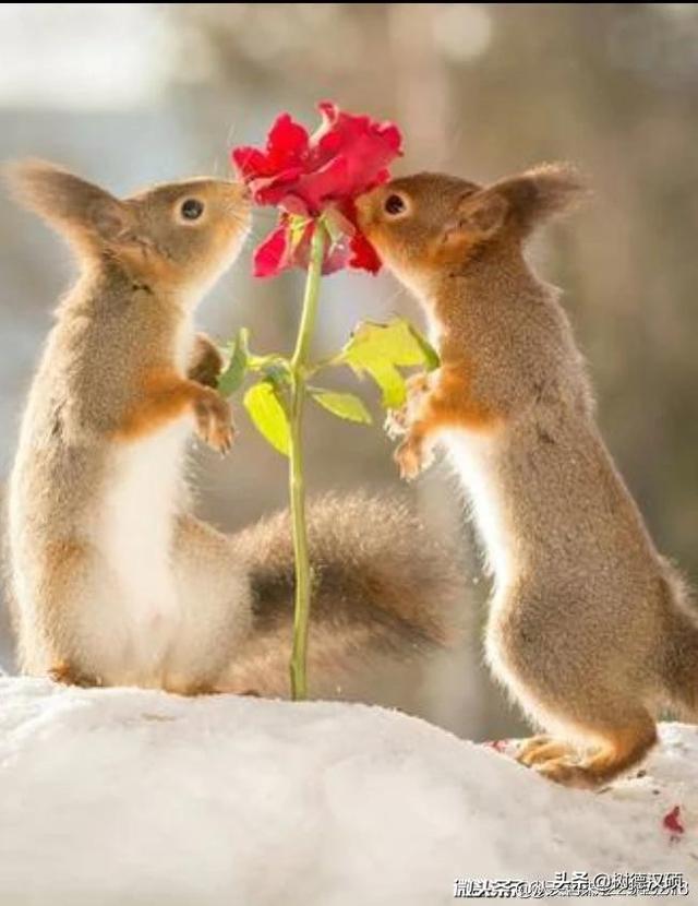 女鼠男蛇婚姻相配吗,男鼠与女马能过一辈子吗？