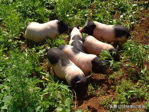 巴马香猪产前预兆:巴马香猪一天喂多少吃的比较好？需要注意什么？