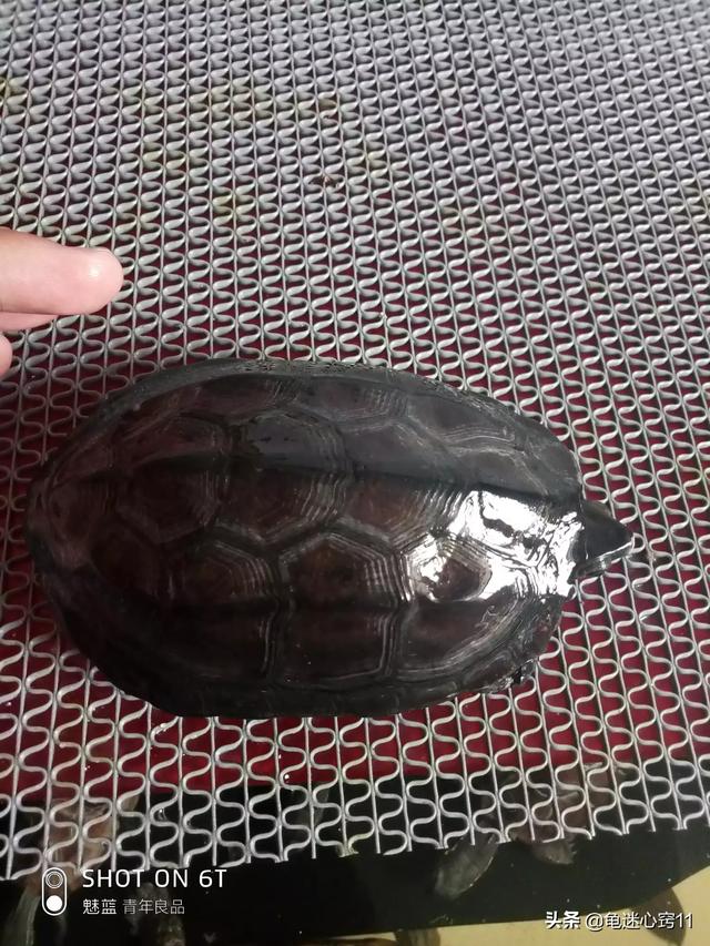 宠物龟怎么养:宠物龟有哪几种？新手应该如何养龟？