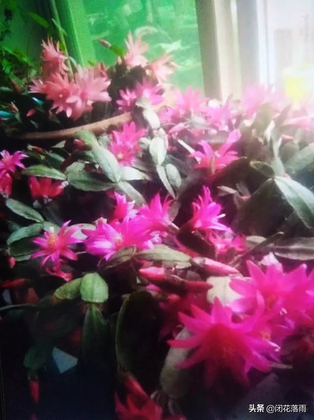 假昙花群:假昙花过了一个夏天叶子背面有好多水泡，是怎么了？