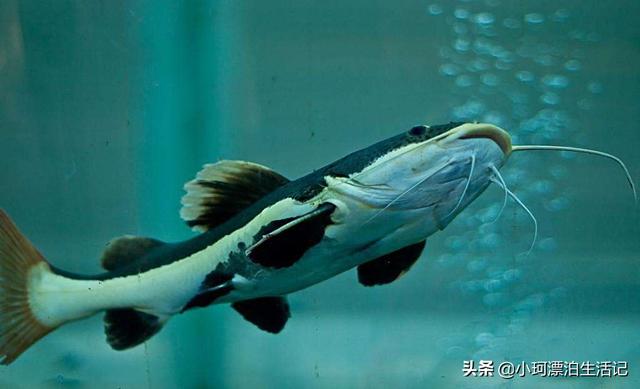 塘鲺吃什么最快长大:帆布地养的塘虱鱼怎样换水？