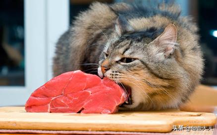 猫粮价格:怎么为猫咪挑选猫粮？可以从哪些方面考虑？