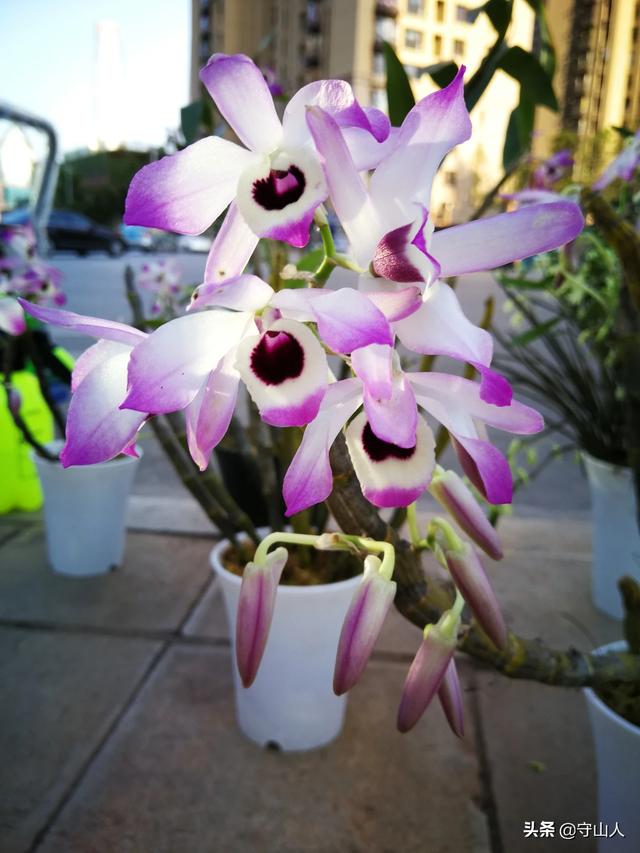 石斛图片,石斛的种类包括哪些？作用各有何不同？