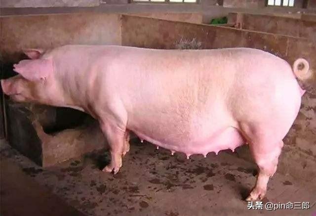 猪钩端螺旋体病首选药物:第一，第二窝猪都好，为什么第三窝猪出现死胎木乃伊？