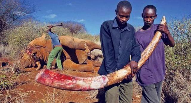 张伟杰被剥皮制成标本是真的吗，非洲人吃不吃大象大象肉好吃吗