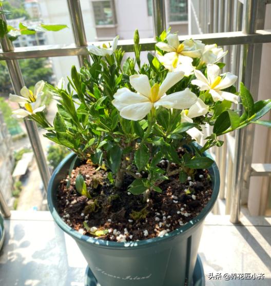 栀子花黄叶,是什么原因造成的？