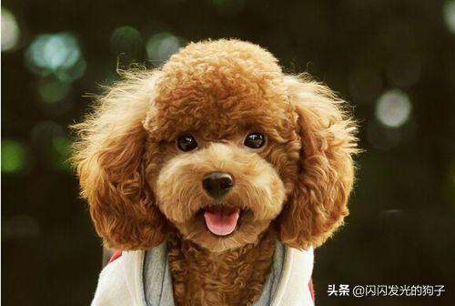 40天的小狗有点拉稀怎么办:狗狗拉稀吃什么药好的快？