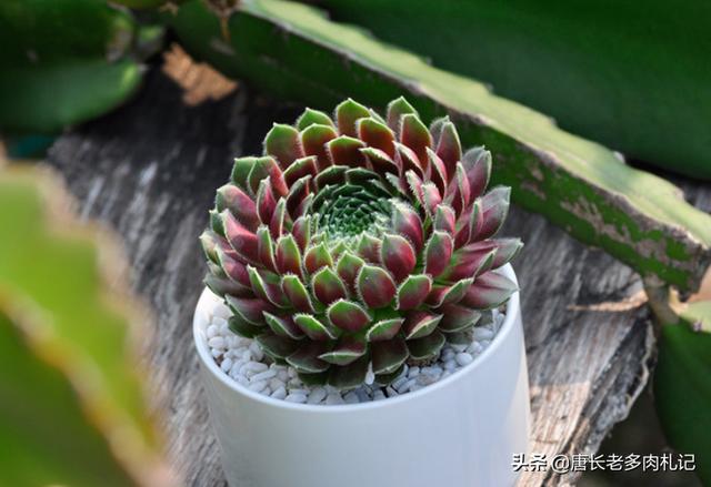 长生草属多肉植物图片:长生草多肉植物图鉴大全 紫牡丹多肉的叶片全部包着算是正常吗？怎么办？