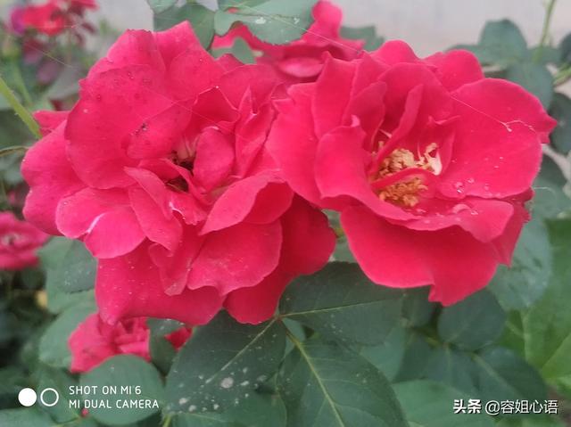 家养月季花栽培:种月季的土该怎么配？直接用营养土行吗？