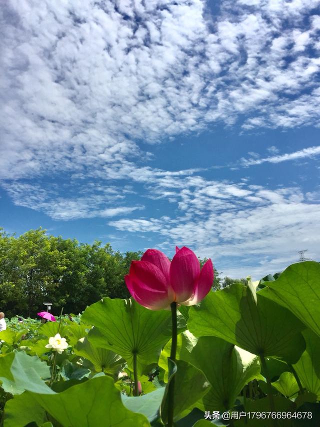 最美花草风景图片图片