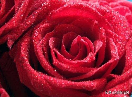 玫瑰花的特点:玫瑰花的特点是什么？（外形）？