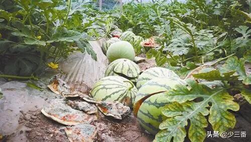 最近农村种的西瓜每天被一只400斤重的野猪糟蹋,又不敢把它怎么样,该如何是好呢？