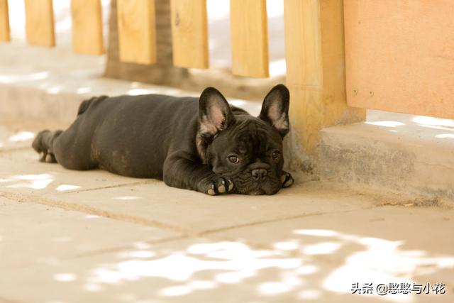 小德国牧羊犬训练视频:德国牧羊犬怎么训练视频 德国牧羊犬幼犬刚到家了能睡在地板上吗？还是要准备什么？