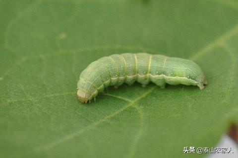 玉米地蚜虫怎么防治:玉米八叶期能杀钻心虫吗？