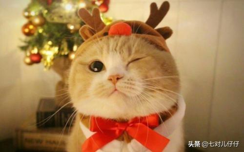 怎么确定猫咪认主人了:我对猫咪可用心了，它有哪些表现才能证明把我当主人了呀