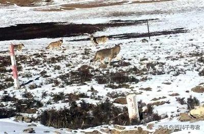 澳洲野犬长途奔袭30公里:小时村子周围狼很多，下午就不敢到地里去，现在为什么见不到了？