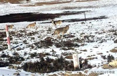 澳洲野犬分布在中国:澳大利亚为什么不引进野生老虎放生？老虎浑身都是宝？