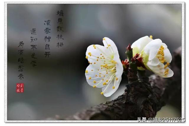 已入手了尼康D780单反相机,能否推荐一款闪光灯和三脚架？