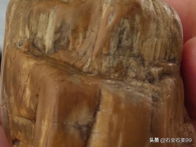 2000万年前化石树:请问这俩方石头是否是树化石？