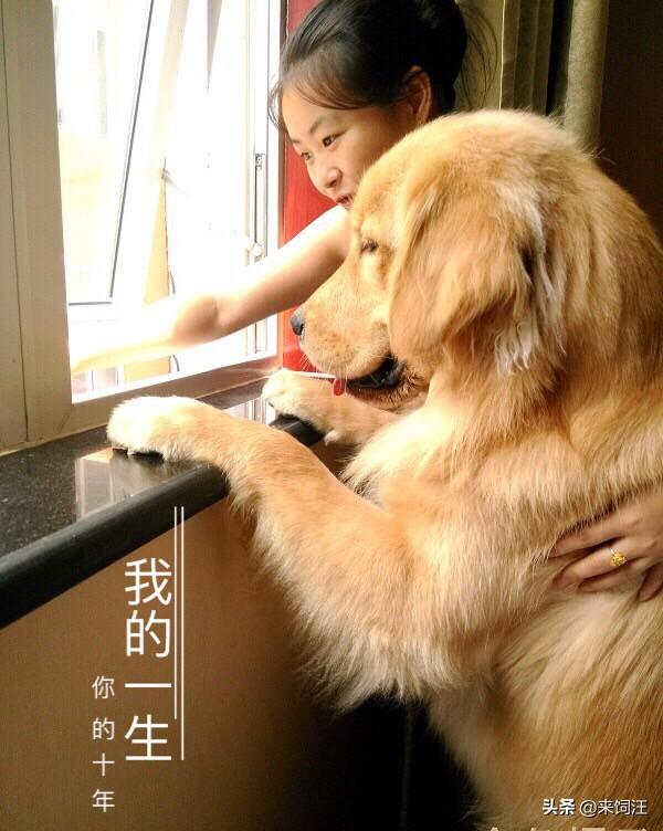 金毛犬怎么看纯不纯:我想买只金毛幼崽。但是不知道怎样选。求高手解答？