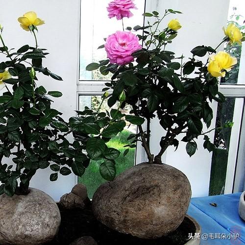 头条问答 盆花有多少品种 该如何选择 8个回答