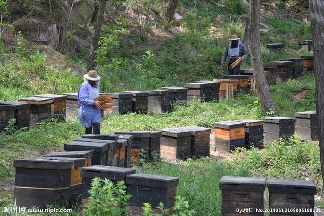 你还知道哪些有关蜜蜂的知识:养蜜蜂一年四季在管理上要注意些什么？