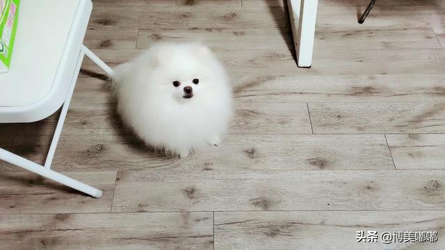 小博美犬不能吃什么食物:博美吃什么可以补充营养？可以吃营养膏吗？