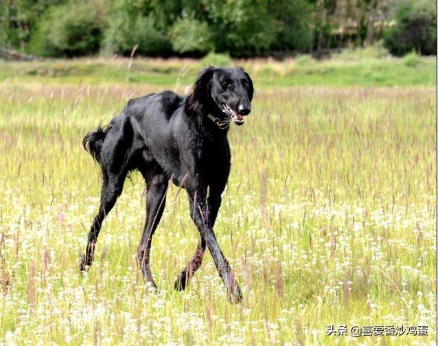 中国猎犬论坛:中国猎犬论坛 中华细犬与英国灵提，作为猎犬中华细犬在哪些方面更出色？