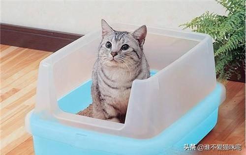 猫猫水果没人玩:小猫吃水果会不会拉肚子？