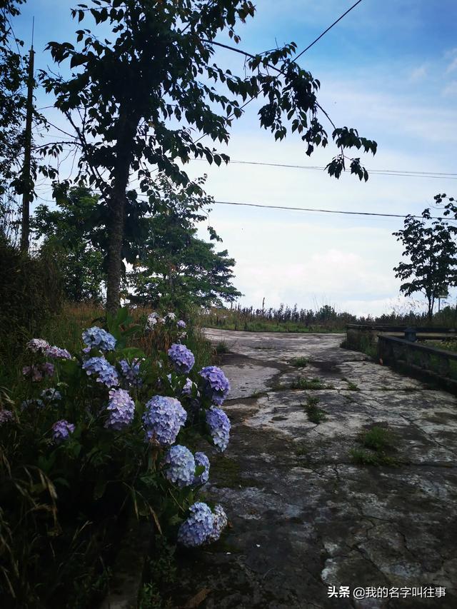 旅行途中你见过最漂亮的花在哪里？