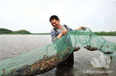 苦力泥鳅 吃虾:养小龙虾田间很多泥鳅怎么办？