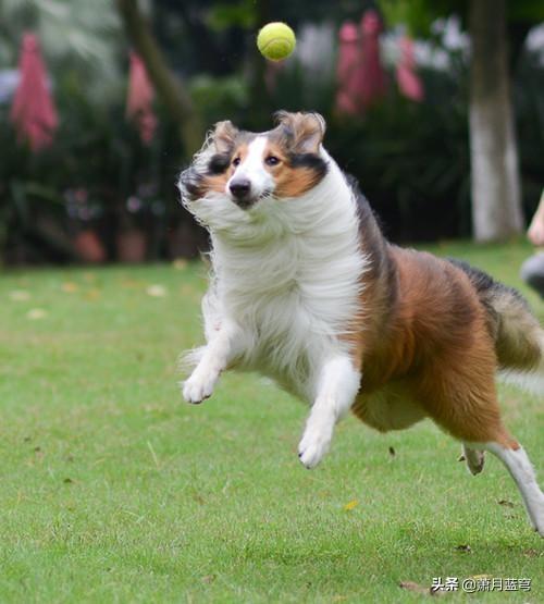 巴吉度犬和比格犬的区别:请问大家，100平的房子养什么大型狗狗合适？