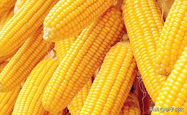 俄罗斯高加索价格:俄罗斯限制粮食出口，玉米的1.5元时代还有多久？